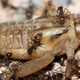 Tawny crazy ants feeding on a cricket.